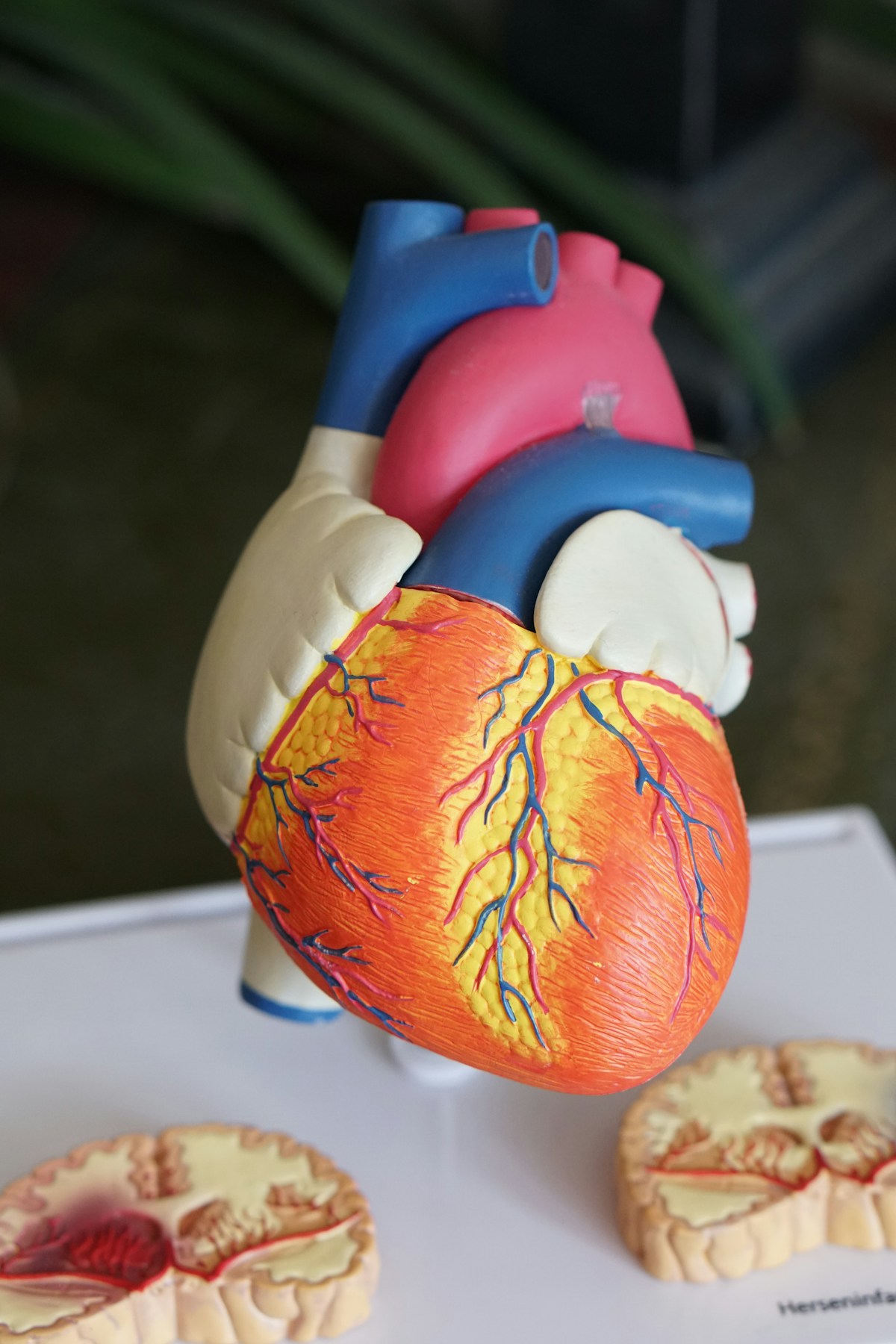 Understanding disc and spinal anatomy